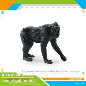 Simulation Forest Animal African White Lion Black Crown Macaque Ferret Manchuria Warthog Koala Python Model Toy (Option: Black Crown Macaque 40g)